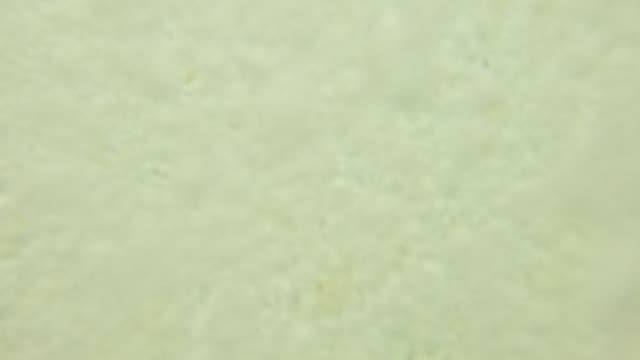 Raw surf clip, 0:07