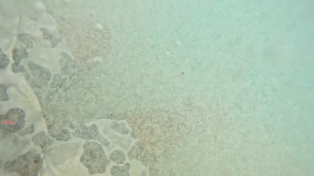 Raw surf clip, 0:10